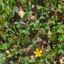 Oxalis corniculata L.Oxalis corniculata L.