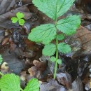 Geum urbanum L.Geum urbanum L.