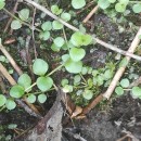 Lysimachia tenella L.Lysimachia tenella L.