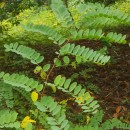 Robinia pseudoacacia L.Robinia pseudoacacia L.