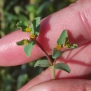 Euphorbia terracina L.Euphorbia terracina L.
