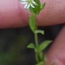 Stellaria alsine GrimmStellaria alsine Grimm