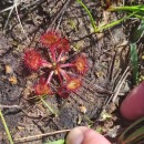 Drosera rotundifolia L.Drosera rotundifolia L.