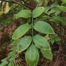 Sambucus nigra L.Sambucus nigra L.