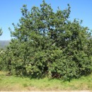 Quercus robur L.Quercus robur L.
