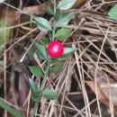 Ruscus aculeatus L.Ruscus aculeatus L.