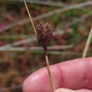 Schoenus nigricans L.Schoenus nigricans L.
