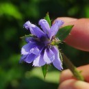 Cichorium intybus L.Cichorium intybus L.
