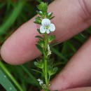 Veronica serpyllifolia L.Veronica serpyllifolia L.