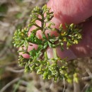 Artemisia crithmifolia L.Artemisia crithmifolia L.