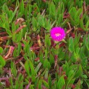 Carpobrotus acinaciformis (L.) L. BolusCarpobrotus acinaciformis (L.) L. Bolus