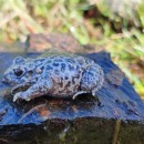 Alytes obstetricans (Laurenti, 1768)Alytes obstetricans (Laurenti, 1768)