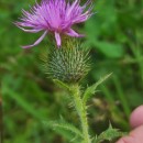 Cirsium vulgare (Savi) Ten.Cirsium vulgare (Savi) Ten.