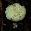 Amanita citrina Pers. 1797Amanita citrina Pers. 1797