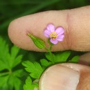 Geranium purpureum Vill.Geranium purpureum Vill.