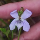 Viola lactea Sm.Viola lactea Sm.