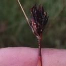 Schoenus nigricans L.Schoenus nigricans L.