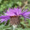 Centaurea nigra L.Centaurea nigra L.