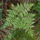 Davallia canariensis (L.) Sm.Davallia canariensis (L.) Sm.