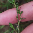 Polygonum aviculare L. subsp. rurivagum (Boreau) BerherPolygonum aviculare L. subsp. rurivagum (Boreau) Berher