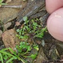 Teesdalia nudicaulis (L.) R. Br.Teesdalia nudicaulis (L.) R. Br.