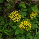 Senecio tamoides DC.Senecio tamoides DC.
