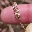 Illecebrum verticillatum L.Illecebrum verticillatum L.
