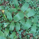 Polygonatum odoratum (Mill.) DrucePolygonatum odoratum (Mill.) Druce