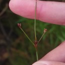 Juncus bulbosus L.Juncus bulbosus L.