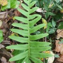 Polypodium interjectum ShivasPolypodium interjectum Shivas