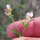 Ornithopus sativus Brot.Ornithopus sativus Brot.