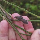 Cytisus scoparius (L.) LinkCytisus scoparius (L.) Link