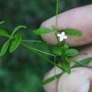 Galium palustre L.Galium palustre L.