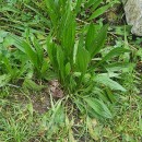 Plantago lanceolata L.Plantago lanceolata L.