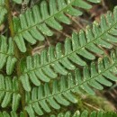 Dryopteris filix-mas (L.) SchottDryopteris filix-mas (L.) Schott