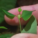 Euphorbia dulcis L.Euphorbia dulcis L.
