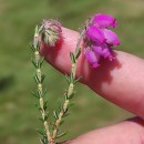 Erica tetralix L.Erica tetralix L.