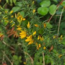 Ulex gallii Planch. subsp. galliiUlex gallii Planch. subsp. gallii