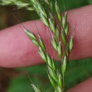 Arrhenatherum elatius (L.) Beauv. ex J. & C. PreslArrhenatherum elatius (L.) Beauv. ex J. & C. Presl