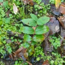 Hypericum androsaemum L.Hypericum androsaemum L.