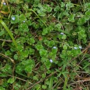 Veronica persica Poir.Veronica persica Poir.