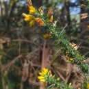 Ulex gallii Panch. subsp. breoganii (Castrov. & Valdés Berm.) Rivas Mart., T.E. Díaz, Fern. Prieto, Loidi & PenasUlex gallii Panch. subsp. breoganii (Castrov. & Valdés Berm.) Rivas Mart., T.E. Díaz, Fern. Prieto, Loidi & Penas