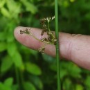 Juncus effusus L.Juncus effusus L.