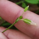 Cerastium fontanum Baumg. subsp. vulgare (Hartm.) Greuter & BurdetCerastium fontanum Baumg. subsp. vulgare (Hartm.) Greuter & Burdet