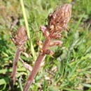 Orobanche minor Sm.Orobanche minor Sm.