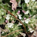 Teucrium pyrenaicum L.Teucrium pyrenaicum L.