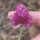 Allium sphaerocephalon L.Allium sphaerocephalon L.