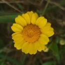 Coleostephus myconis (L.) Reichenb. fil.Coleostephus myconis (L.) Reichenb. fil.