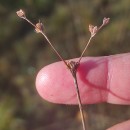 Juncus bulbosus L.Juncus bulbosus L.
