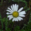 Bellis perennis L.Bellis perennis L.